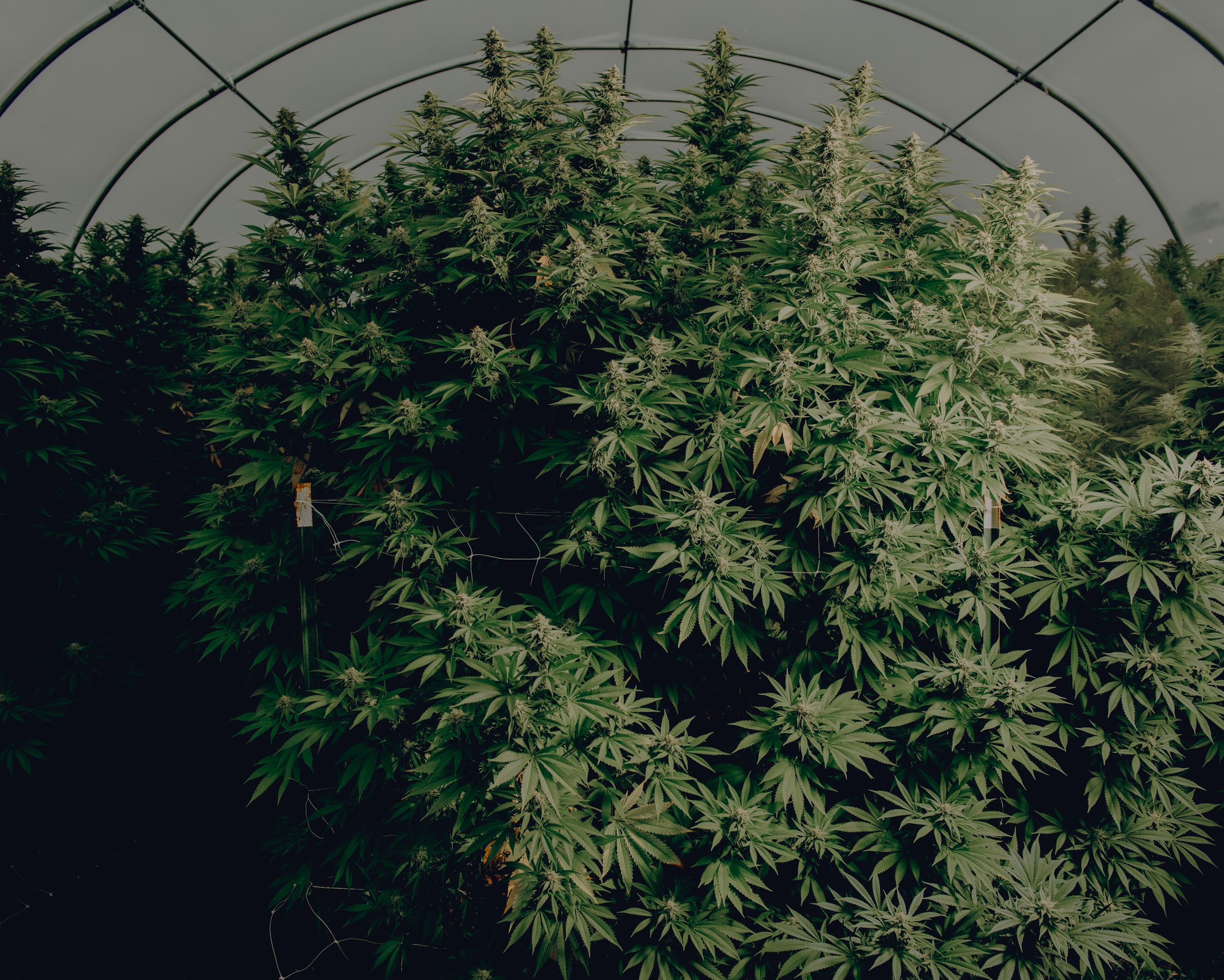 Canopy under the hoop house