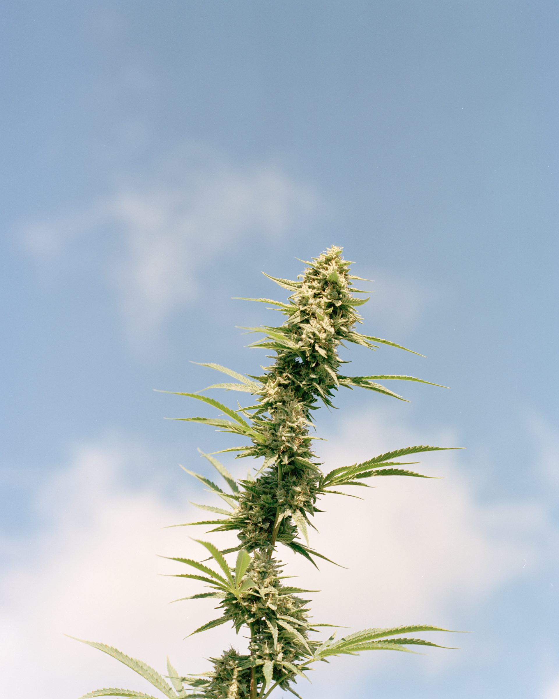 Cannabis plant against open sky