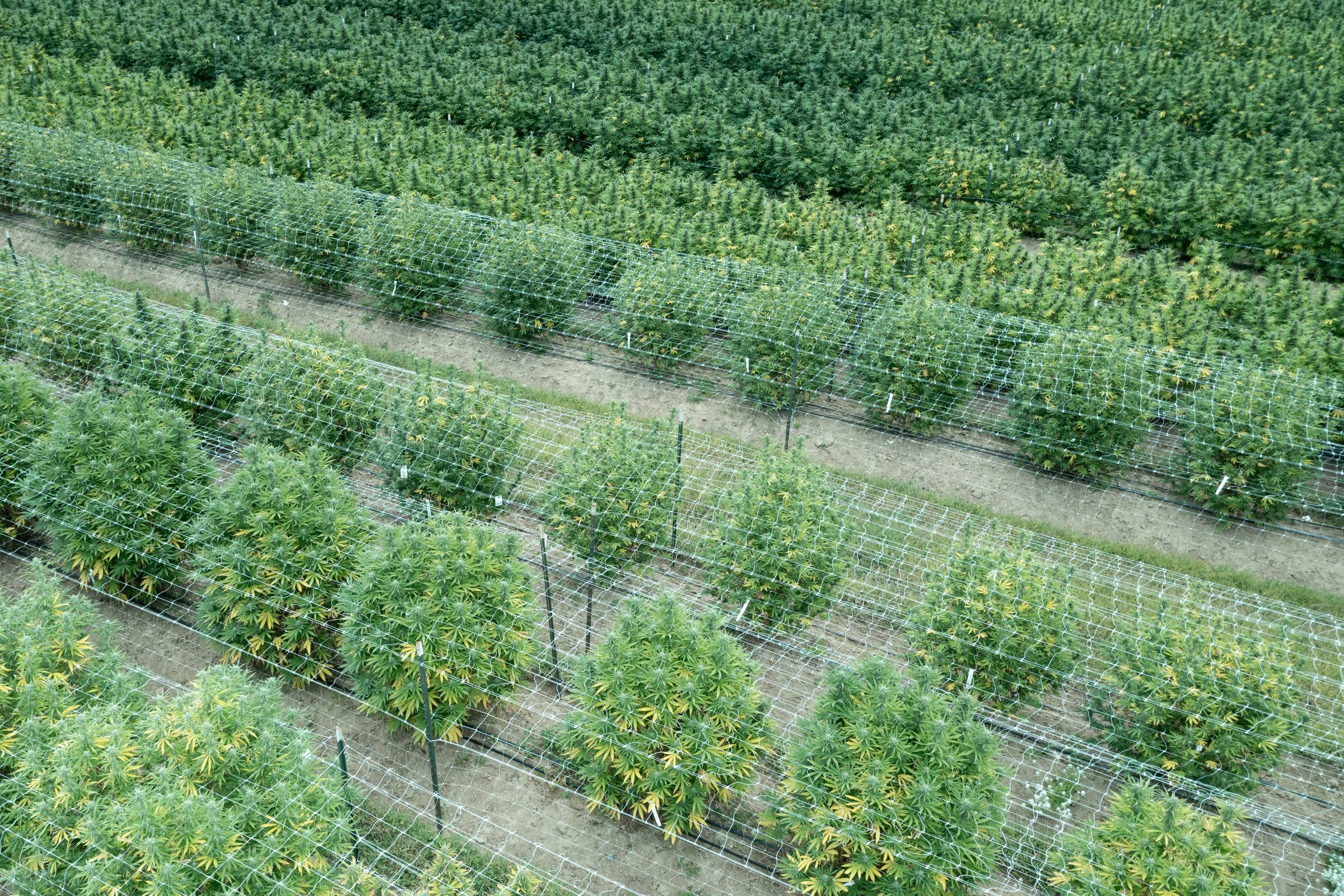 Outdoor rows, overhead