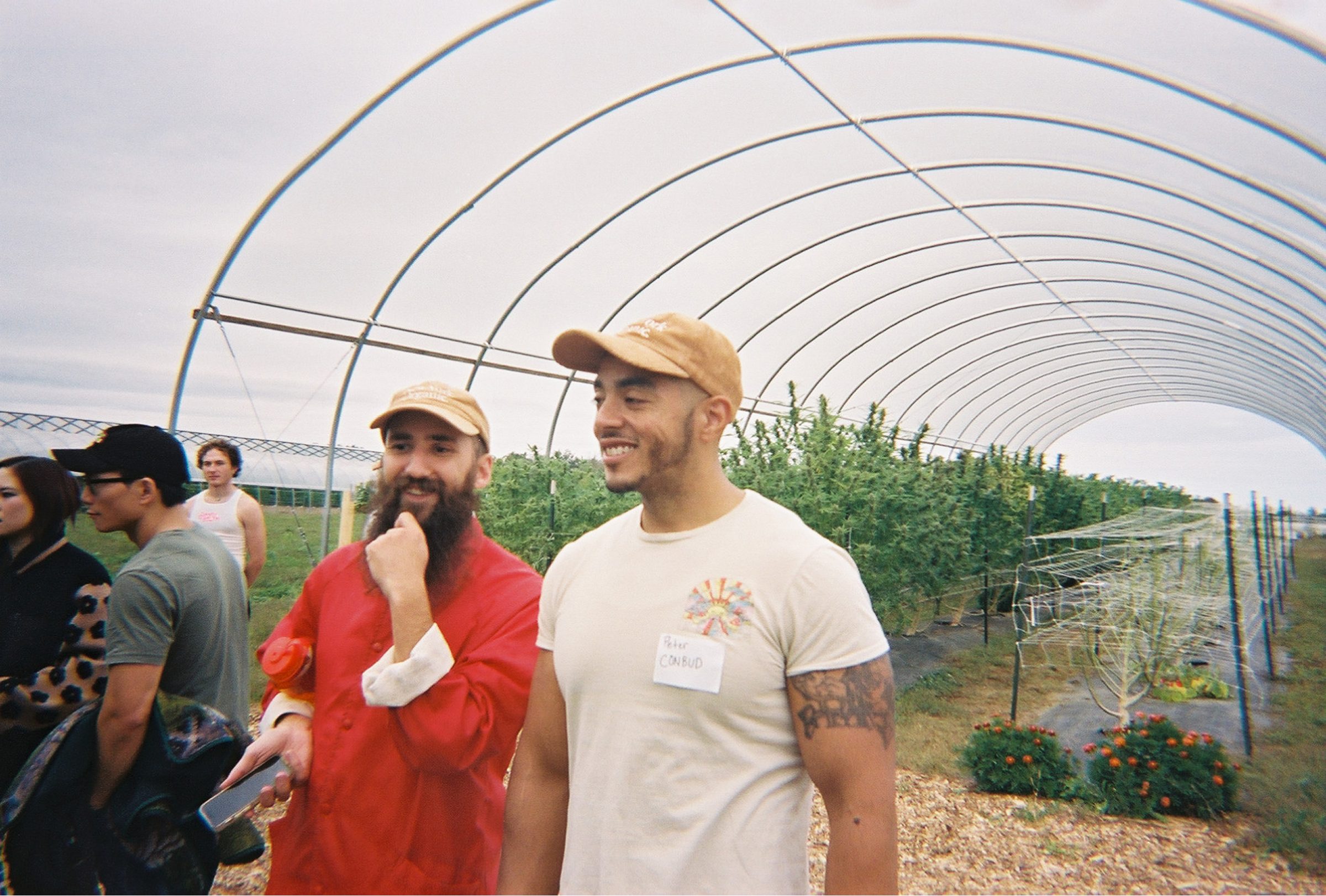 Budtenders under the greenhouse, harvest season